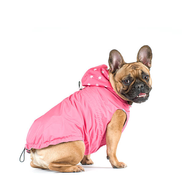 istock French bulldog portrait 519157324