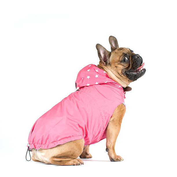 istock French bulldog portrait 519157424