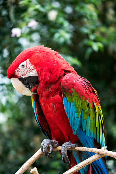 istock Close-up of Bright Red Macaw 519157468