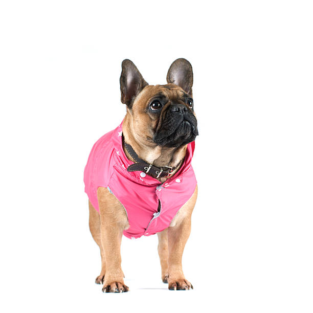 istock French bulldog portrait 519157496