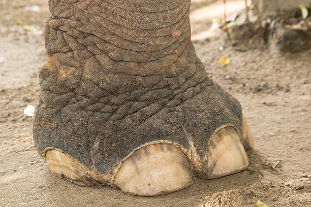 istock Foot of an elephant in close-up 519158456