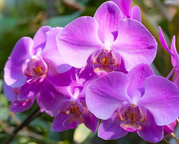 istock Macro orchids in botanical garden. 519158506