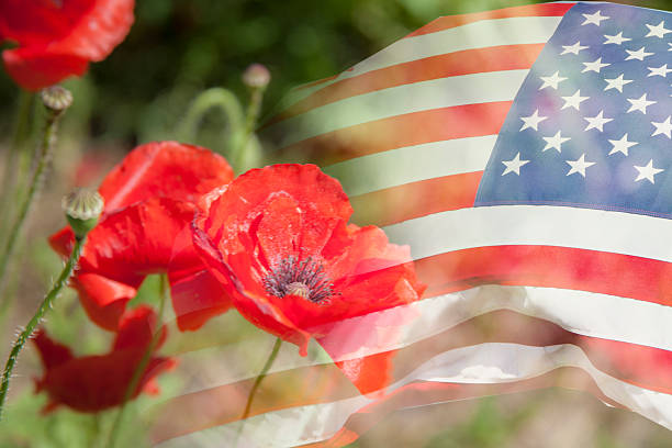 Background:  American flag with poppy flower background. USA. Patriotism. USA flag overlayed onto a field of red "remembrance poppy" flowers makes a unique background. The unique flag design appears soft but powerful as it waves over the fields showing off its red, white and blue colors.  This background image symbolizes various holidays: Memorial Day, Veteran's Day, July 4th.  Many concepts: patriotism, respect, honor, freedom, heroes, serivce, country, dedication. corn poppy photos stock pictures, royalty-free photos & images