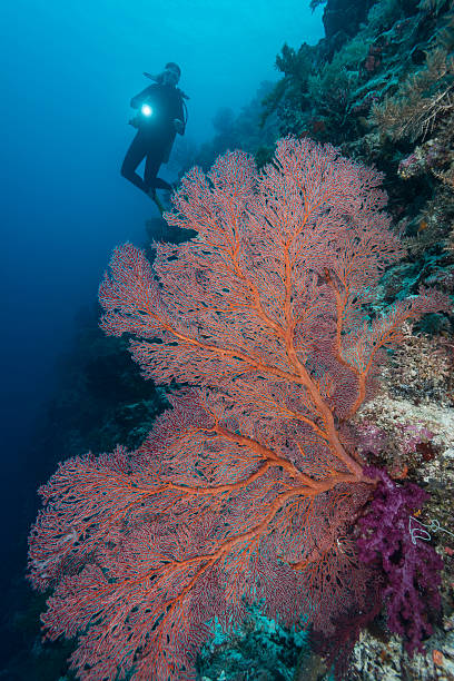 istock Diving the drop off's in Palau - Micronesia 519159430