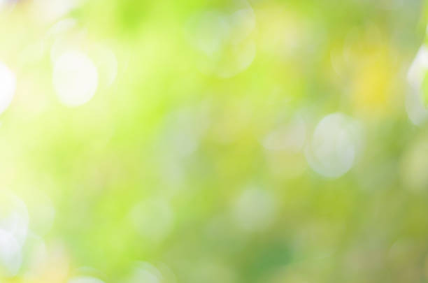istock Blur natural green tree and light bokeh 519159502