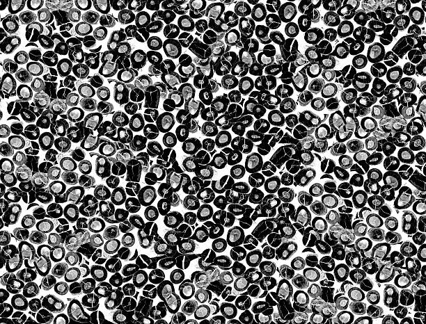 abstract black and white photo of cut wood log random texture background