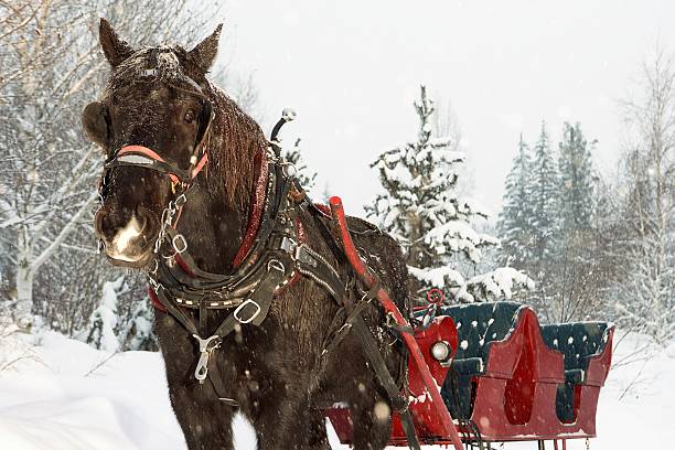 istock Horse drawn sleigh in snow 519160364