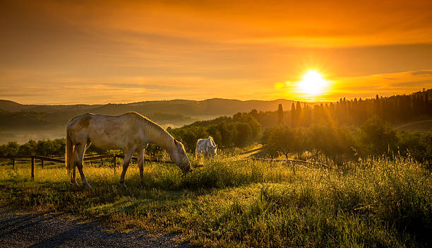 istock Wild horses and tuscan sunrise 519161168