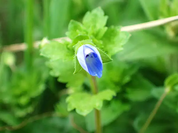 Blue tiny flower / Veronica persica