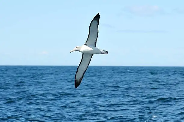 an Albatross flies off the coast of the South Island of New Zealand