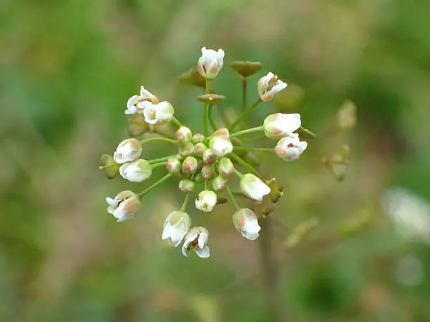 White wild flower in spring field