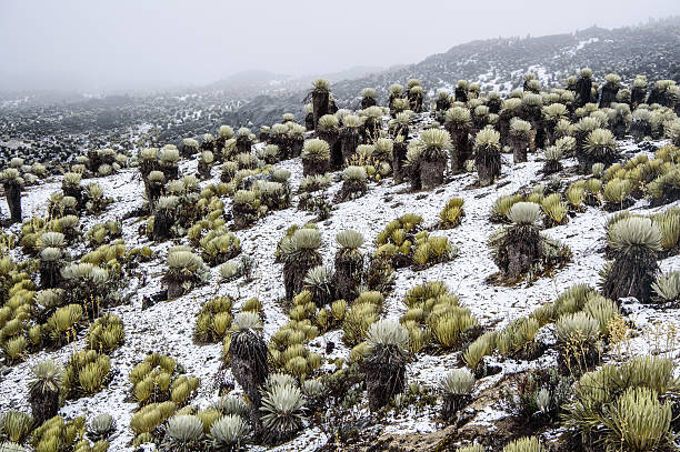 Snow valley with frailejones from La Culata National Park in Merida, Venezuela.