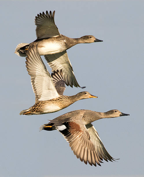 istock male and female gadwal in flight 519163174
