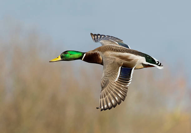 male mallard in flight male mallard in flight drake male duck photos stock pictures, royalty-free photos & images