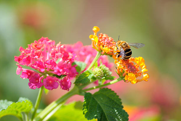 istock The colors of spring 519163244
