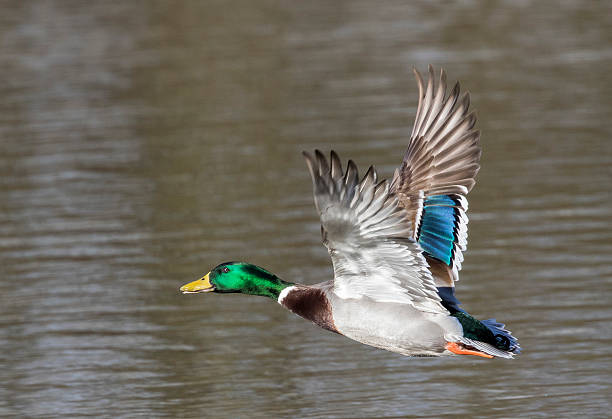 istock male mallard in flight 519163332