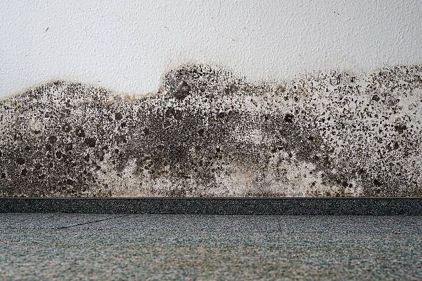mould mould on the wall of an apartment fortified wall photos stock pictures, royalty-free photos & images