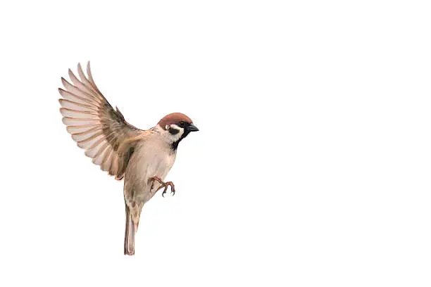 the Sparrow flies to spread its wings on a white background isolated