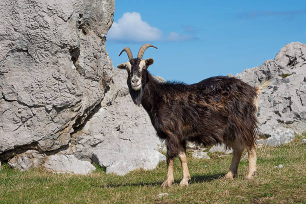 istock Goat (Capra aegagrus hircus)  in the fields of Cantabria, Spain. 519165128
