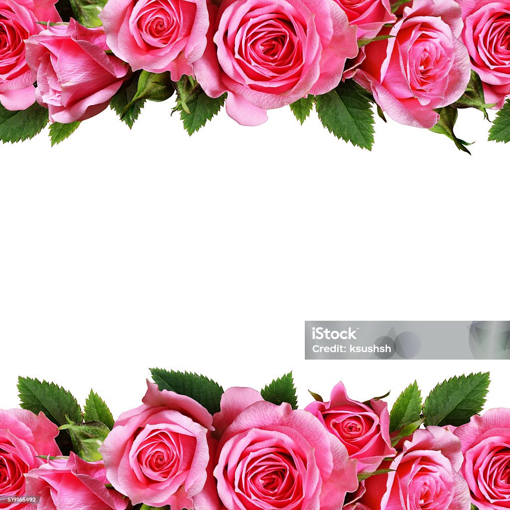 Dorders rosas - Foto de stock de Rosa - Flor libre de derechos