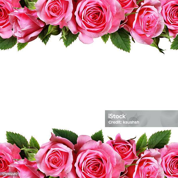 Dorders Rosas Foto de stock y más banco de imágenes de Rosa - Flor - Rosa - Flor, Rosa - Color, Borde