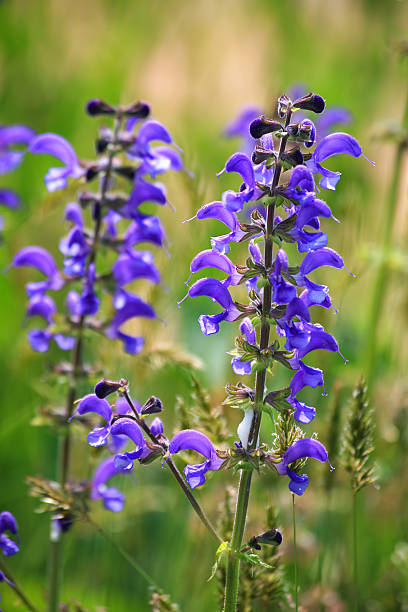 Meadow clary (Salvia pratensis) flowering plants growing on a wildflower meadow.