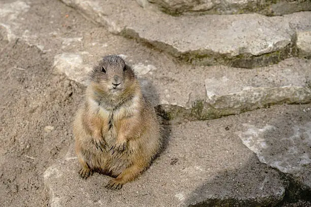 watchful prairie dog on a rock