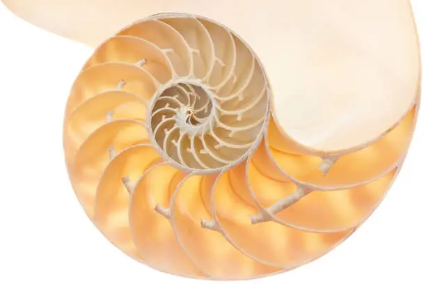 Photo of Nautilus shell section, perfect Fibonacci pattern on white