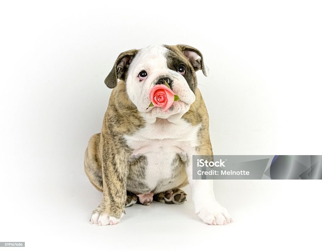 Bulldog With Rose In Mouth Stock Photo - Download Image Now - Animal, Animal  Mouth, Bulldog - iStock