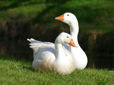Pair of white geese on the grass