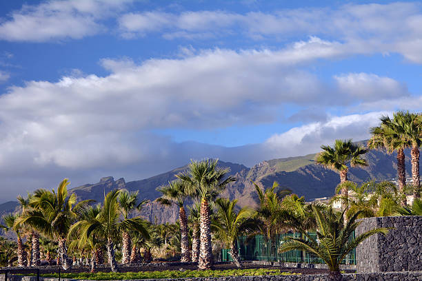 istock Coastline scene with palm trees.Tenerife.Spain. 519168000