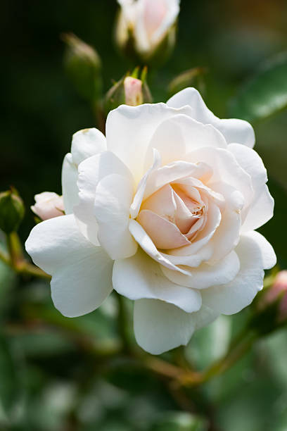 istock Close up of historical white Rose, Prosperity, England 1919 519168601