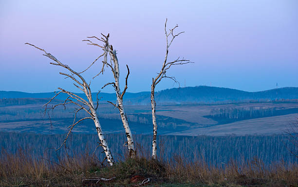 Martwe birch na wschód słońca – zdjęcie