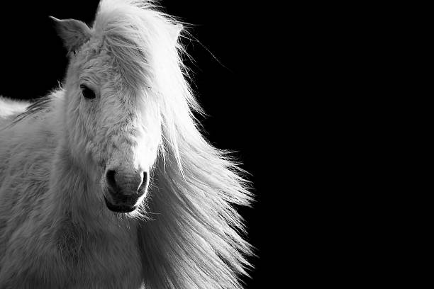 Beautiful white Shetland pony horse with long mane