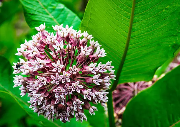 A beetle crawls across the pink flowers of a round milk weed blossom on a July afternoon. This plant is host for the Monarch Butterfly  and critical for its survival.