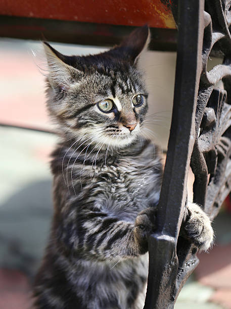 istock portrait of a kitten 519169679