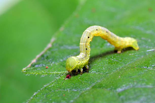 larva de geometridae andar na folha - inchworm imagens e fotografias de stock