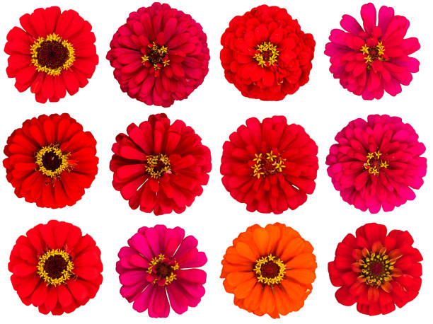 istock Red zinnia flowers, cut out, white background 519173137