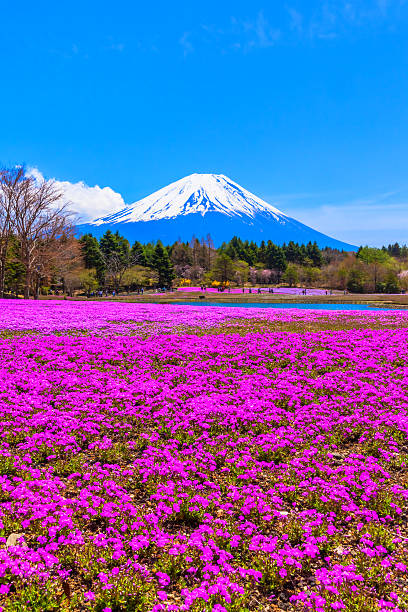 istock Magenta moss phlox flowers and Mount Fuji 519173185