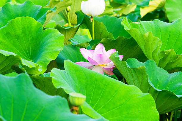 istock Pink and white lotus flowers’ pond 519173257