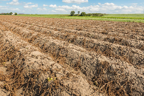 istock Potato ridges in the fall season 519174155
