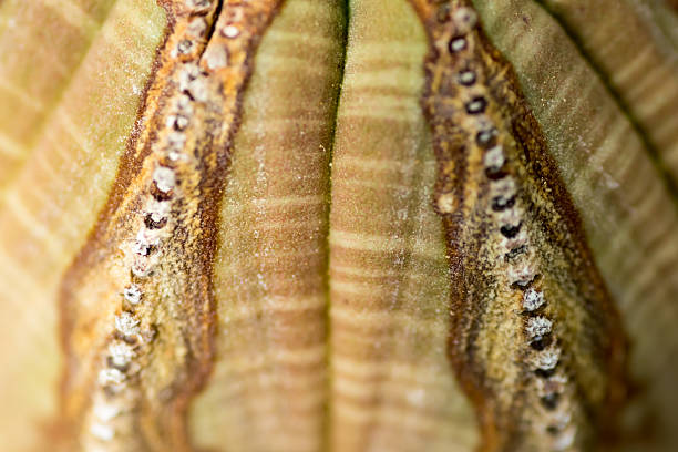 Extreme close up of Euphorbia obesa, Euphorbiaceae, South Africa Extreme close up of Euphorbia obesa, Euphorbiaceae, South Africa euphorbia obesa stock pictures, royalty-free photos & images
