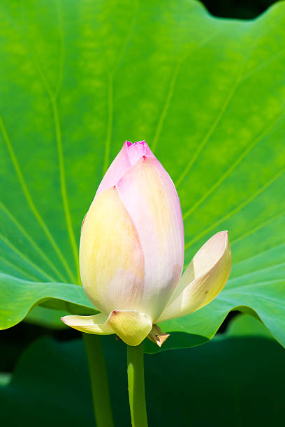 istock Bud of the white lotus flower 519175665