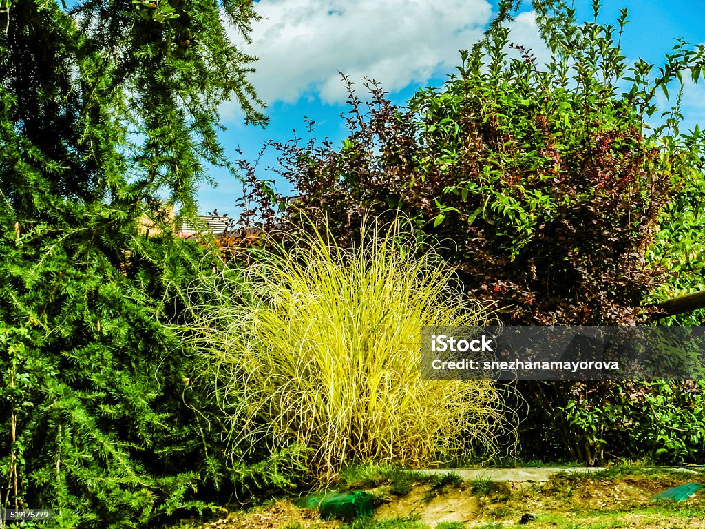 trees in the natural park Autumn Stock Photo