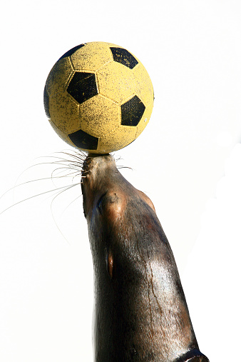 Seal playing with a yellow ball
