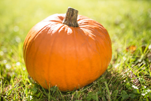 halloween pumpkin on the grass field
