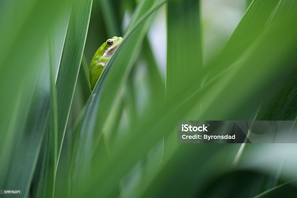 Eastern Sedge Frog The Easter Sedge Frog or Dwarf Tree Frog from Eastern Australia Amphibian Stock Photo