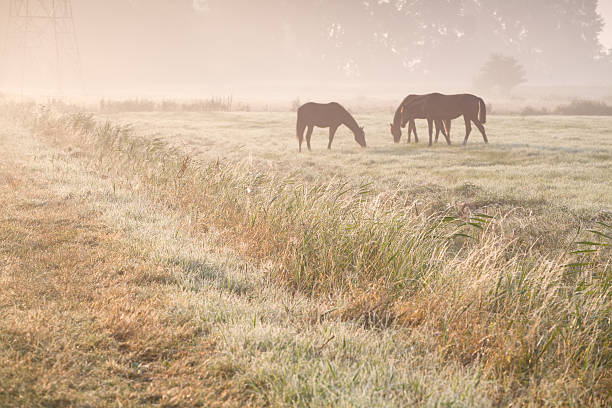 istock horses grazing on morning pasture 519182256