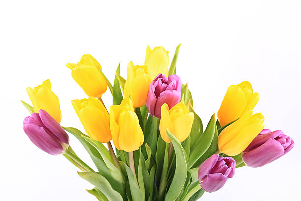 istock bouquet of tulips isolated on white background 519182736