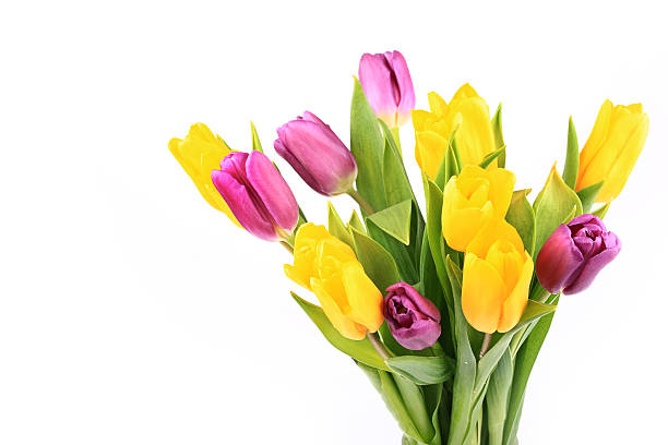 istock bouquet of tulips isolated on white background 519182768